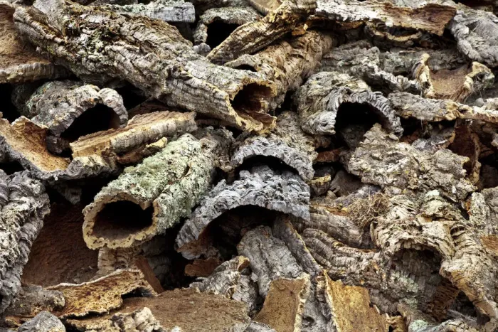 Framed Print : Cork, Alentejo, Portugal