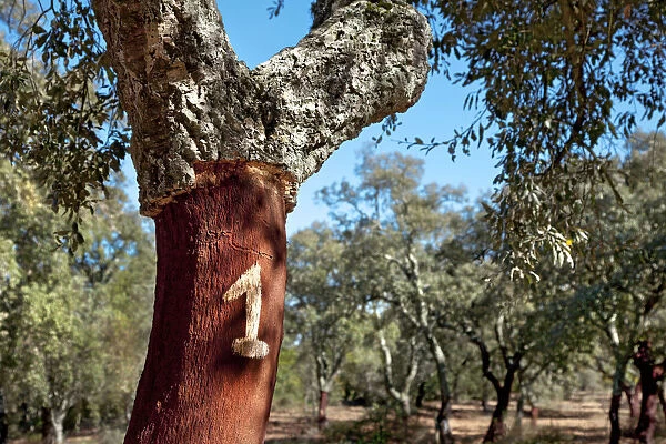 Cork oak, Alentejo, Portugal