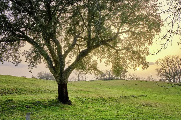 Framed Print : Cork oak at Nisa, Alentejo. Portugal is the world's biggest producer of cork Framed Print : Cork oak at Nisa, Alentejo. Portugal is the world's biggest producer of cork
