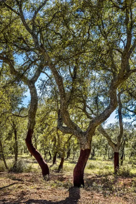 Framed Print : Cork oaks, Evora, Alentejo, Portugal