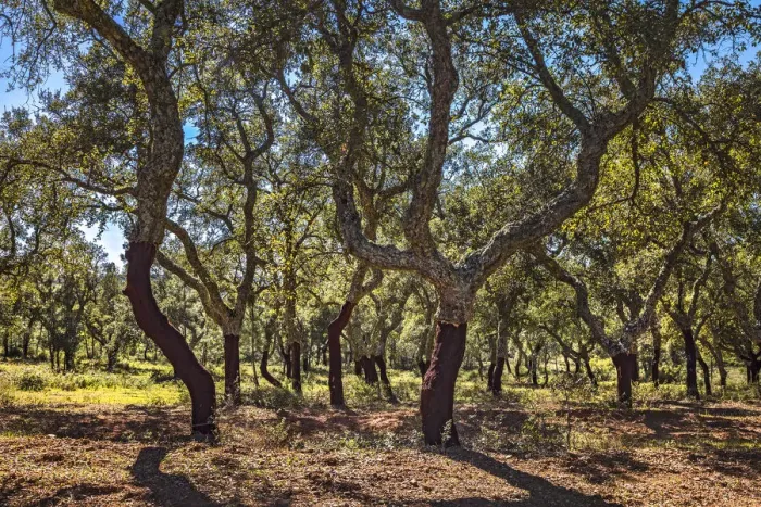 Framed Print : Cork oaks, Evora, Alentejo, Portugal