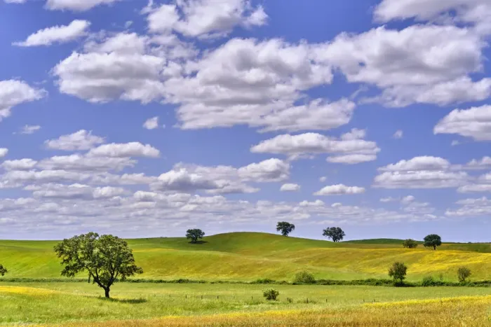 Framed Print : Cork oaks at Ourique, Alentejo. Portugal is the worlds biggest producer of cork Framed Print : Cork oaks at Ourique, Alentejo. Portugal is the worlds biggest producer of cork