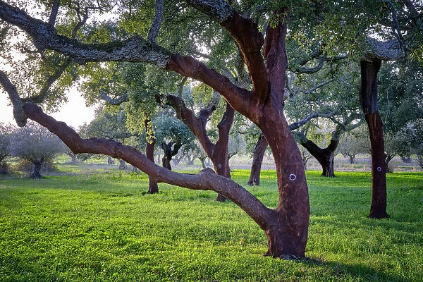 Cork oaks in Palmela. Portugal is the worlds biggest producer of cork. The tree is marked with the last number of the year in which the cork was harvested. In these trees the number 0 indicates that the cork was harvested in 2020