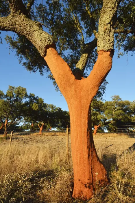 Framed Print : A cork tree with the cork recently cut off