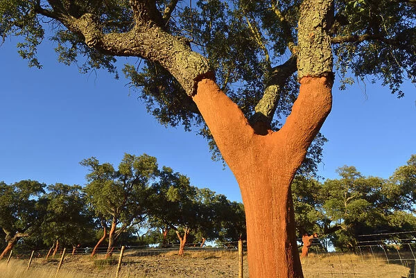 A cork tree with the cork recently cut off