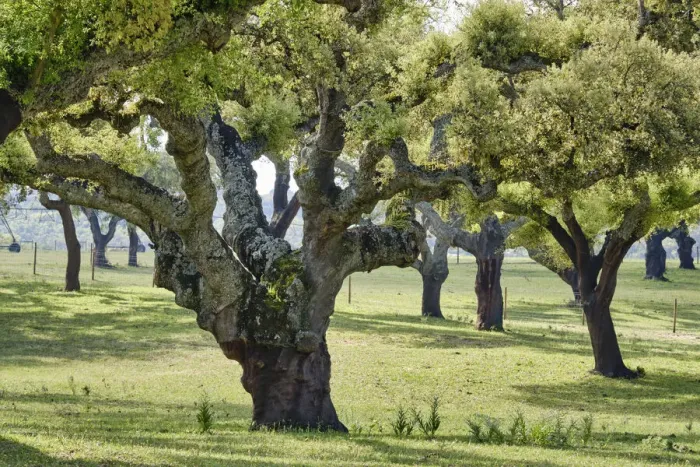 Framed Print : Cork trees in Aguas de Moura, Palmela. Portugal is the world Framed Print : Cork trees in Aguas de Moura, Palmela. Portugal is the world