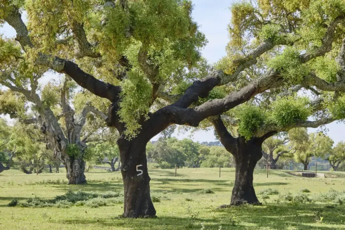 Framed Print : Cork trees in Aguas de Moura, Palmela. Portugal is the world Framed Print : Cork trees in Aguas de Moura, Palmela. Portugal is the world