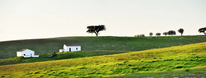 Framed Print : Cork trees in Alentejo, Portugal Framed Print : Cork trees in Alentejo, Portugal