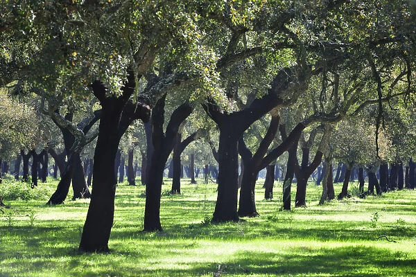 Cork trees in Alentejo. Portugal