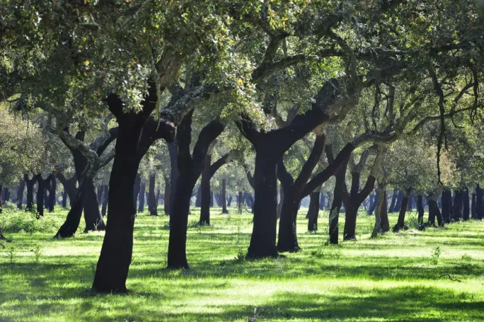 Framed Print : Cork trees in Alentejo. Portugal Framed Print : Cork trees in Alentejo. Portugal