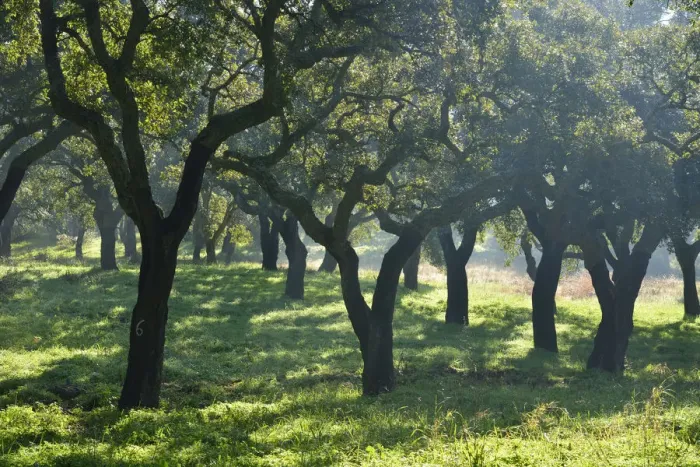 Framed Print : Cork trees in a foggy day. Arrabida Natural Park. Portugal