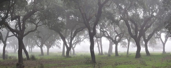 Cork trees in the mist. Portugal