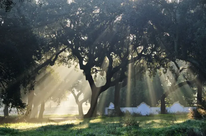 Framed Print : Cork trees in the mist. Portugal Framed Print : Cork trees in the mist. Portugal