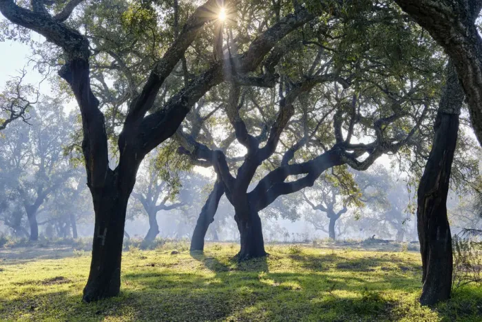Framed Print : Cork trees in a misty morning. A forest (montado) near Palmela, Portugal Framed Print : Cork trees in a misty morning. A forest (montado) near Palmela, Portugal