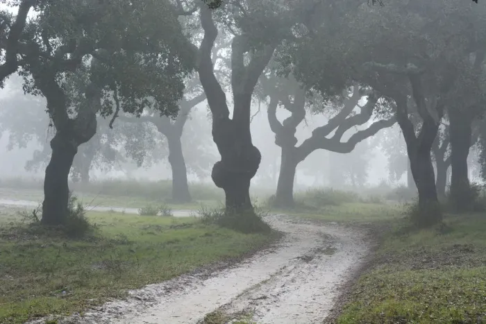 Framed Print : Cork trees in a misty morning. A forest in the Sado Estuary Nature Reserve. Portugal Framed Print : Cork trees in a misty morning. A forest in the Sado Estuary Nature Reserve. Portugal