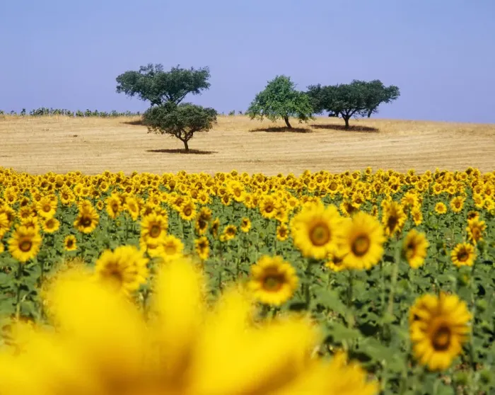 Framed Print : Cork trees and sunflowers in ths vast plains of Alentejo, Portugal