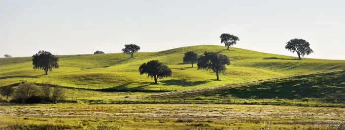 Framed Print : Cork trees in the vast plains of Alentejo. Portugal Framed Print : Cork trees in the vast plains of Alentejo. Portugal