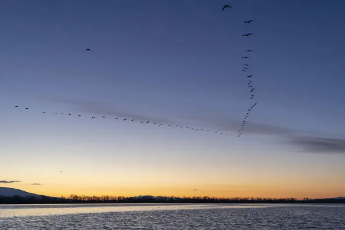 Framed Print : Cormorants fly in V-shaped formation at dawn, Lake Kerkini National Park, Serres, Greece Framed Print : Cormorants fly in V-shaped formation at dawn, Lake Kerkini National Park, Serres, Greece
