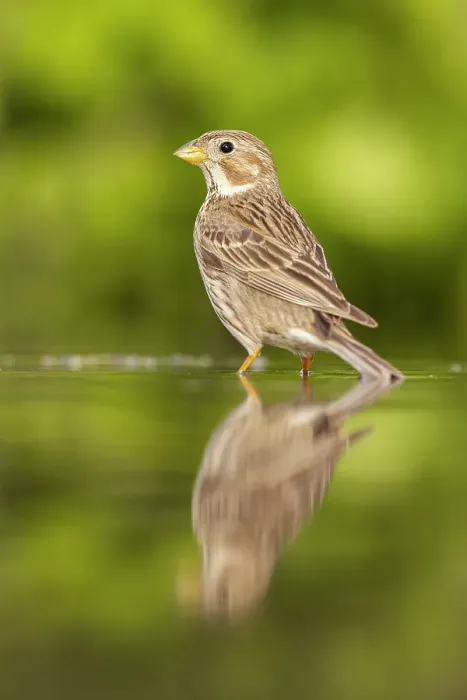 Framed Print : Corn Bunting (Emberiza caladra), adult reflected in water, near Bratsigovo, Bulgaria
