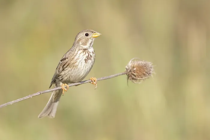 Framed Print : Corn Bunting (Emberiza caladra) on teasel seedhead, near Bratsigovo, Bulgaria