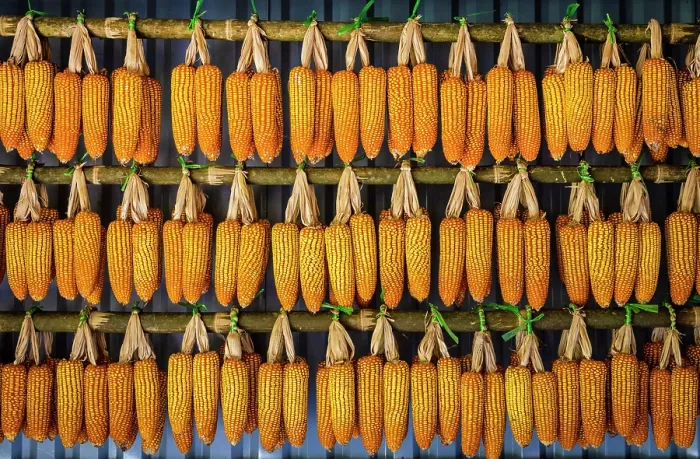 Framed Print : Corn cobs drying outside a hut, Mu Cang Chai, Northwest Vietnam, Asia
