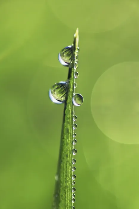 Framed Print : Corn and dewdrops - Germany, Bavaria, Upper Bavaria, Munich, Taufkirchen Framed Print : Corn and dewdrops - Germany, Bavaria, Upper Bavaria, Munich, Taufkirchen