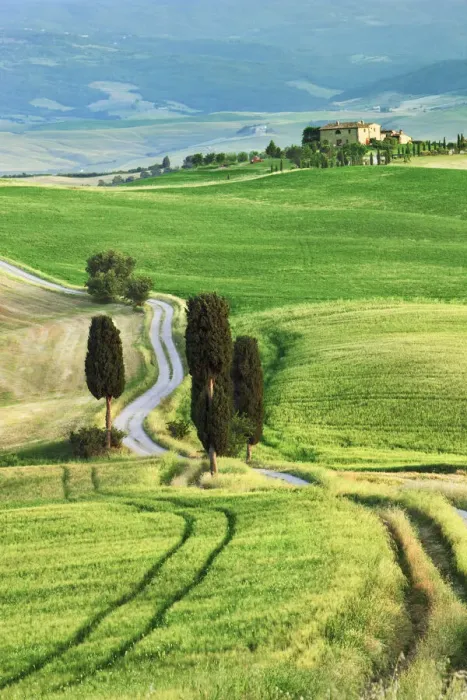 Framed Print : Corn field and cypresses - Italy, Tuscany, Siena, Val d Orcia, Pienza, Terrapille Framed Print : Corn field and cypresses - Italy, Tuscany, Siena, Val d Orcia, Pienza, Terrapille