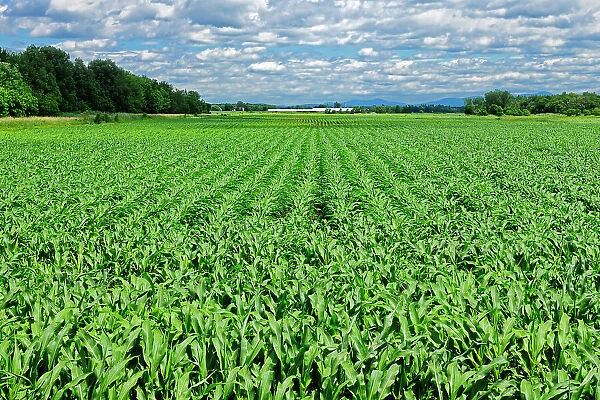 Corn field St. Alexandre, Quebec, Canada