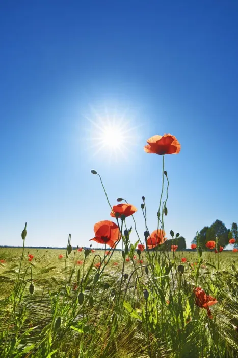 Framed Print : Corn poppy in barley field - Germany, Bavaria, Upper Bavaria, Munich, Taufkirchen Framed Print : Corn poppy in barley field - Germany, Bavaria, Upper Bavaria, Munich, Taufkirchen