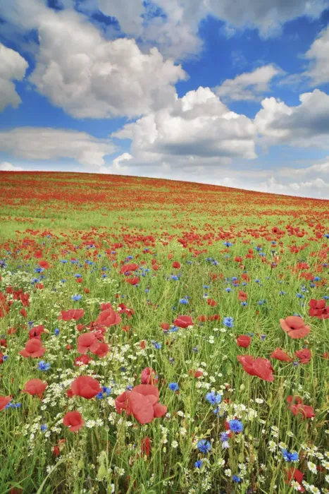 Framed Print : Corn poppy and cornflowers on rape field - Germany, Mecklenburg-Vorpommern Framed Print : Corn poppy and cornflowers on rape field - Germany, Mecklenburg-Vorpommern