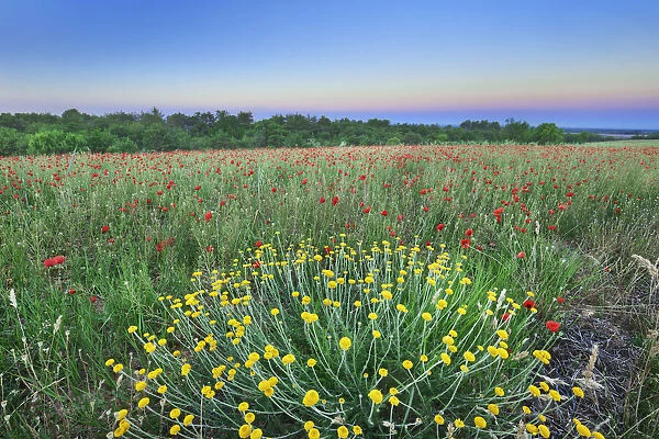 Corn poppy field - France, Provence-Alpes-Cote d Azur, Alpes de Haute Provence