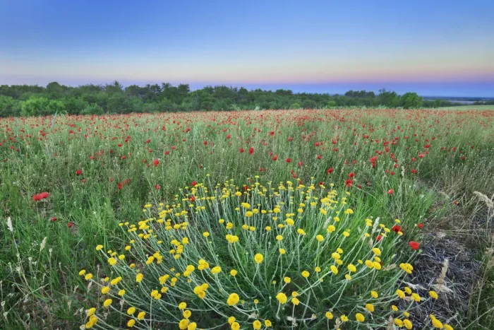 Framed Print : Corn poppy field - France, Provence-Alpes-Cote d Azur, Alpes de Haute Provence Framed Print : Corn poppy field - France, Provence-Alpes-Cote d Azur, Alpes de Haute Provence