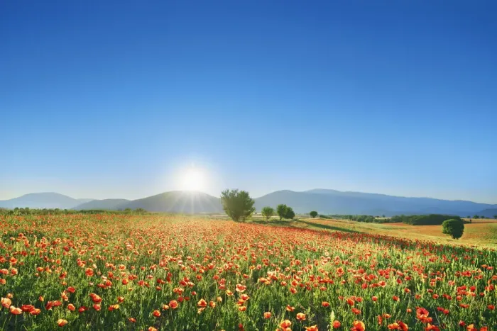 Framed Print : Corn poppy field - France, Provence-Alpes-Cote d Azur, Alpes de Haute Provence