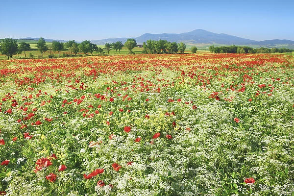 Corn poppy field on resting field - Italy, Tuscany, Siena, Val d Orcia, Pienza