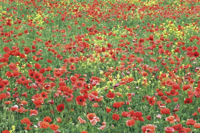 Framed Print : Corn poppy on resting field - Italy, Tuscany, Siena, Val d Orcia, Pienza