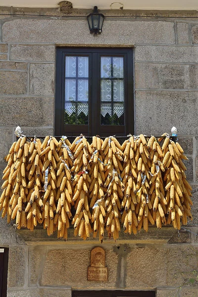 Corn presented during the festivities of Tourem. Peneda Geres National Park, Portugal