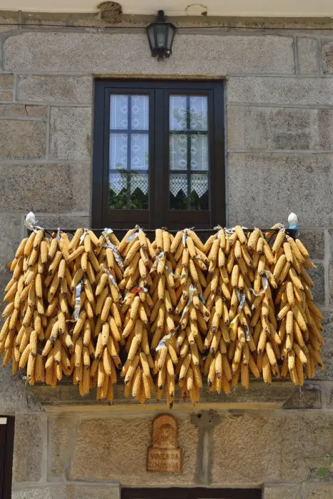 Framed Print : Corn presented during the festivities of Tourem. Peneda Geres National Park, Portugal Framed Print : Corn presented during the festivities of Tourem. Peneda Geres National Park, Portugal
