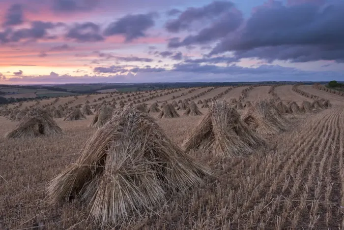 Framed Print : Corn stooks for thatching, Devon, England. Summer (July) Framed Print : Corn stooks for thatching, Devon, England. Summer (July)