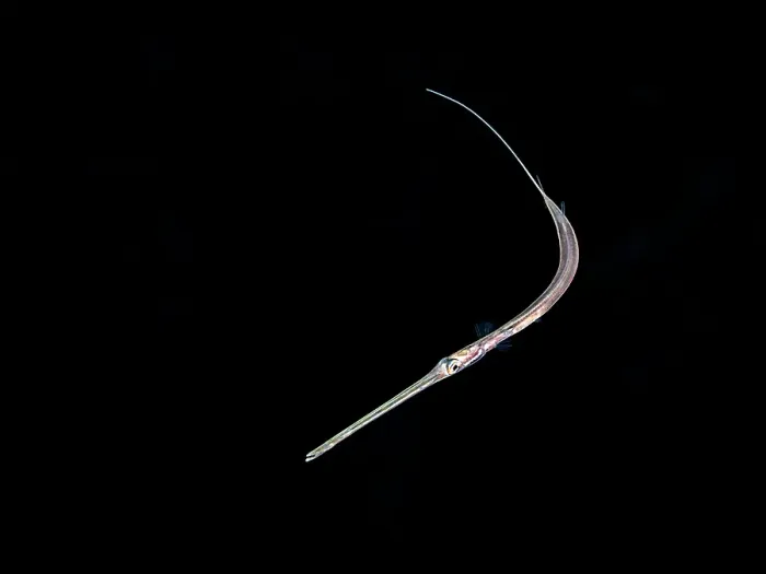 Framed Print : Cornetfish (Fistularia tabacaria) at night during a black water dive on Grand Cayman, Cayman Islands, British West Indies Framed Print : Cornetfish (Fistularia tabacaria) at night during a black water dive on Grand Cayman, Cayman Islands, British West Indies