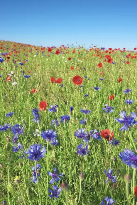 Framed Print : Cornflower and corn poppies - Germany, Bavaria, Upper Bavaria, Miesbach, Holzkirchen