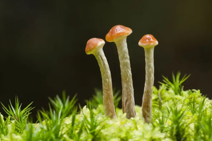 Framed Print : Cortinarius fungus in moss, Scotland