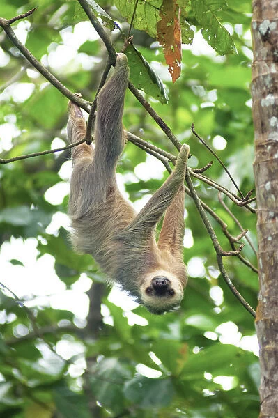 Costa Rica, Cahuita, Cahuita National Park, Two-Toed Sloth, Lowland Tropical Rainforest
