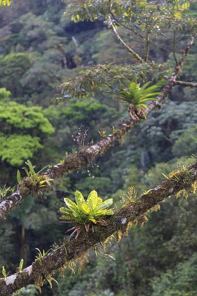 Costa Rica, Central Highlands, Arenal National Park, Rainforest