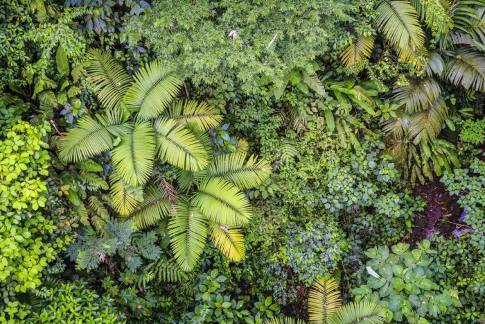 Framed Print : Costa Rica, Central Highlands, Arenal National Park, Rainforest Framed Print : Costa Rica, Central Highlands, Arenal National Park, Rainforest