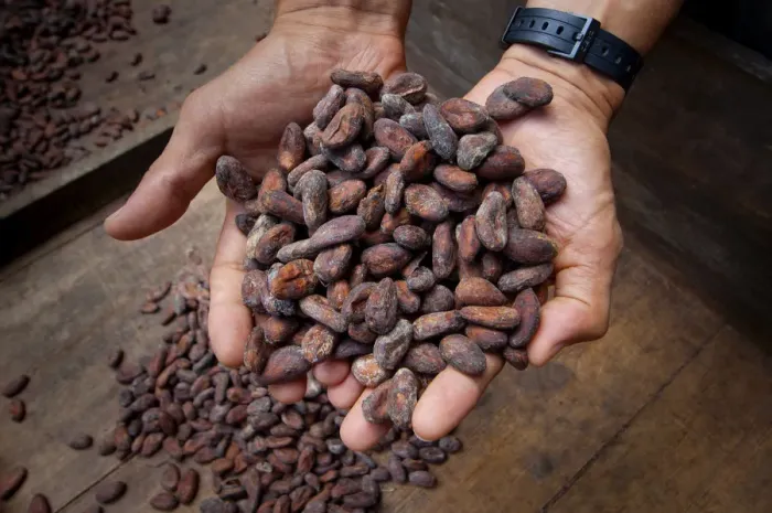 Framed Print : Costa Rica, La Virgen de Sarapiqui, Handful Of Drying Cocoa Beans, Tirimbina Biological Framed Print : Costa Rica, La Virgen de Sarapiqui, Handful Of Drying Cocoa Beans, Tirimbina Biological