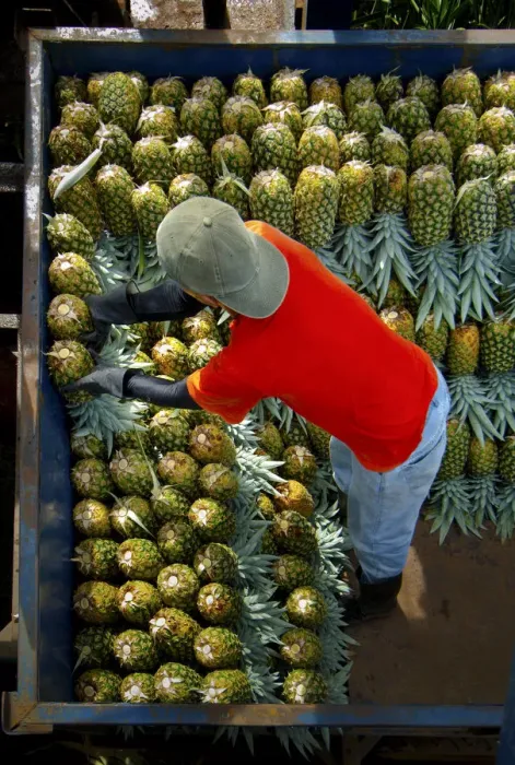 Framed Print : Costa Rica, La Virgen de Sarapiqui, Pineapple Plantation, Loading And Organizing Picked Framed Print : Costa Rica, La Virgen de Sarapiqui, Pineapple Plantation, Loading And Organizing Picked