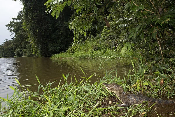 Costa Rica, Limon province, Tortuguero National Park, a spectacled caiman (Caiman