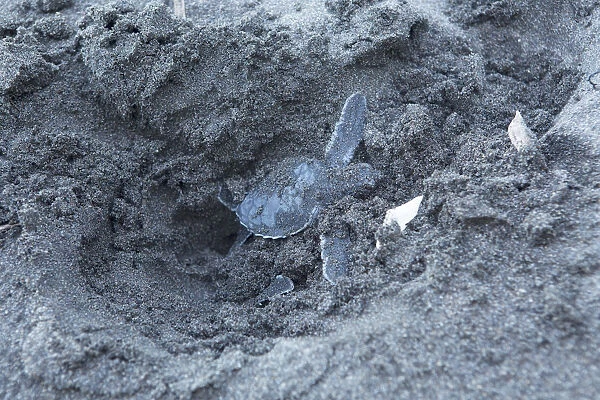 Costa Rica, Limon province, Tortuguero National Park, a green turtle hatchling