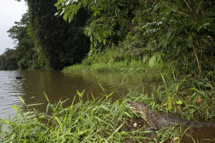 Framed Print : Costa Rica, Limon province, Tortuguero National Park, a spectacled caiman (Caiman Framed Print : Costa Rica, Limon province, Tortuguero National Park, a spectacled caiman (Caiman
