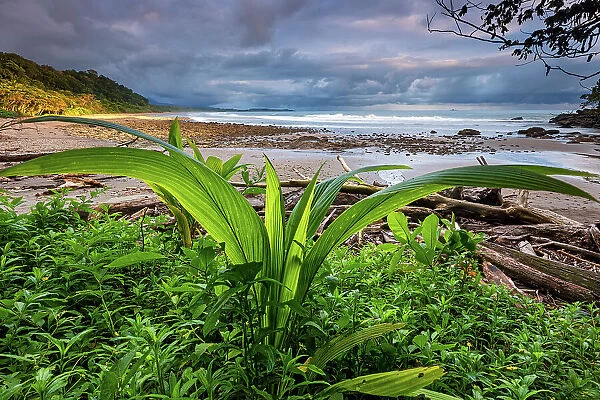 Costa Rica, Pacific coast, Hermosa beach, near Uvita town
